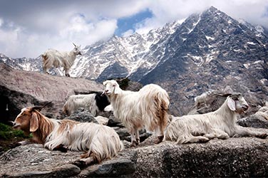 Kaschmir – Die superweiche Wolle de Luxe