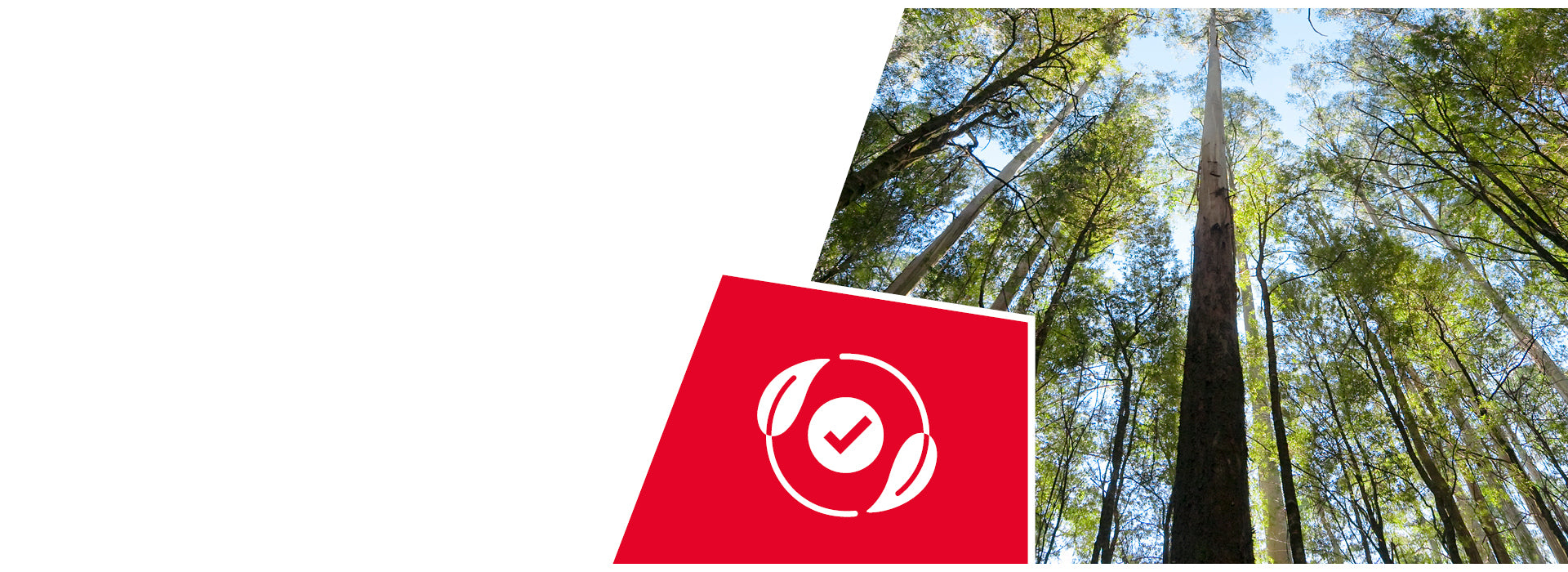 Rotes Schild mit weißem Logo in einem grünen Wald, Blick nach oben zu hohen Baumkronen und blauem Himmel