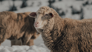 Merino-Schaf mit dichtem, braunem Wollvlies steht im Vordergrund einer Schafherde im Schnee