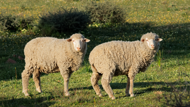 Zwei Merinoschafe mit dichtem, cremeweißem Vlies stehen nebeneinander auf einer Wiese mit Sträuchern im Hintergrund.