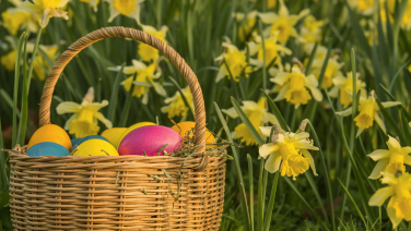 Ein geflochtener Weidenkorb mit bunten Ostereiern in Pink, Gelb, Blau und Orange steht zwischen blühenden gelben Narzissen.